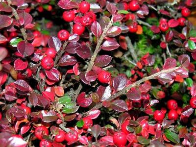 COTONEASTER HORIZONTALIS
